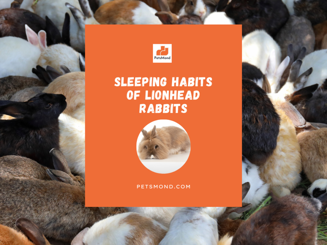 Lionhead Rabbit Sleeping Habits (Positions, Timings, Bedding Needs