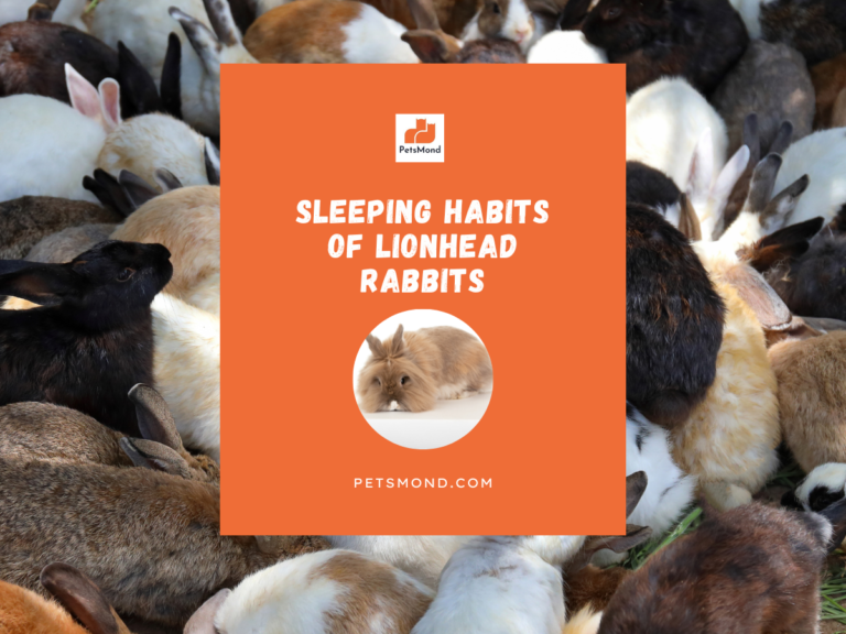 Lionhead Rabbit Sleeping Habits (Positions, Timings, Bedding Needs)