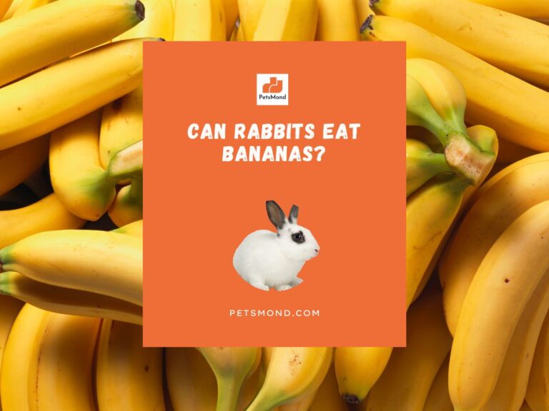 Can Rabbits Eat Bananas? (The ONLY Guide You Need!)