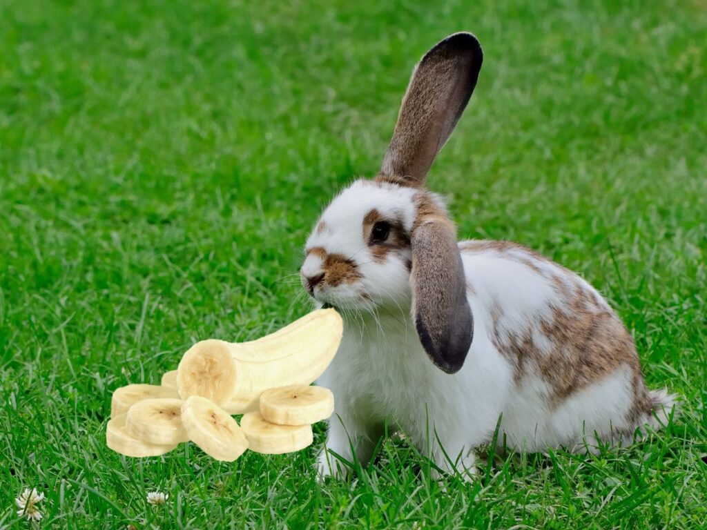 Feeding bananas to rabbits