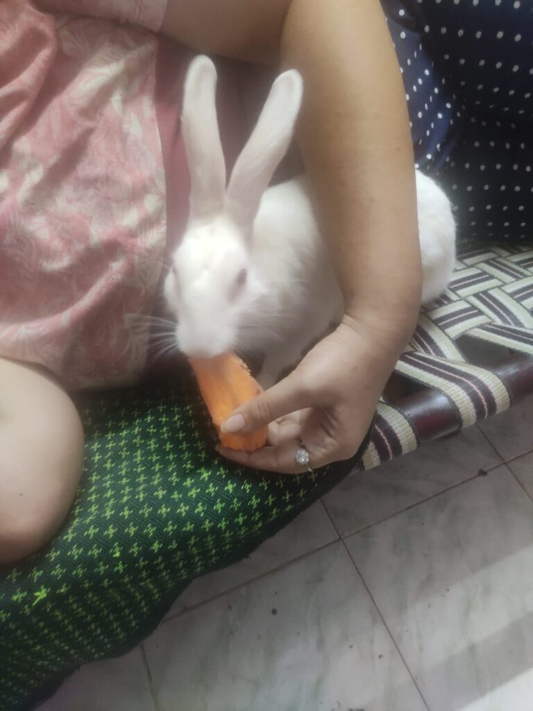 Hand feeding carrot to my rabbit