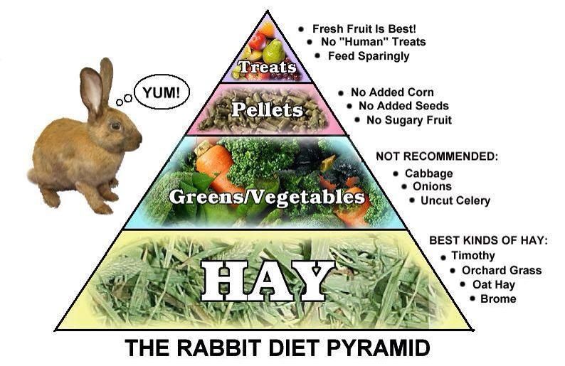 Hay for rabbits