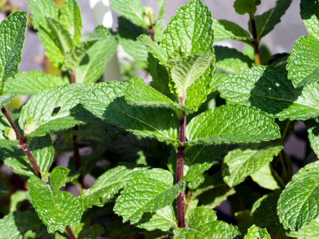 Mint plant with leaves and stems