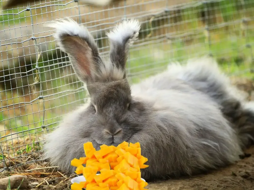 Rabbit eating mango