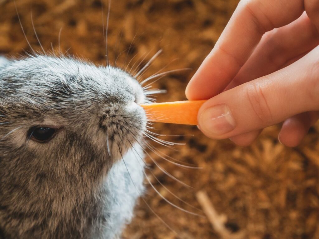 Rabbit eating papaya