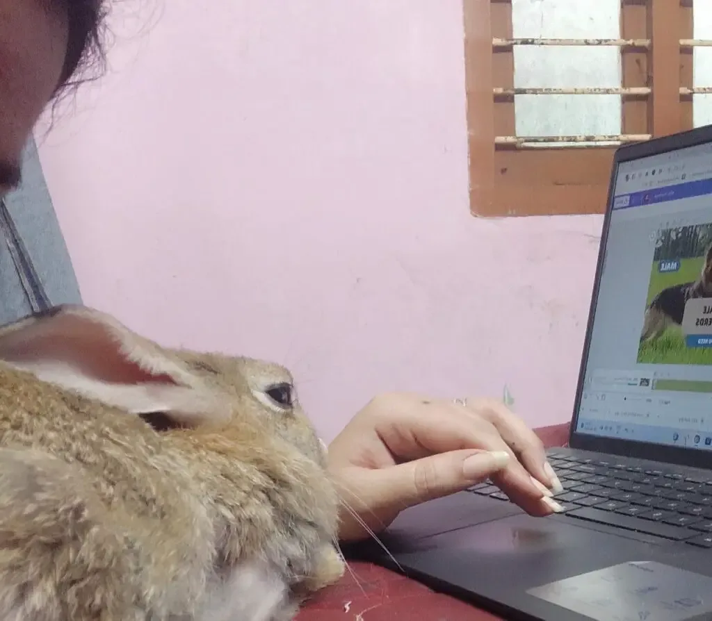 My rabbit Goldy working with me