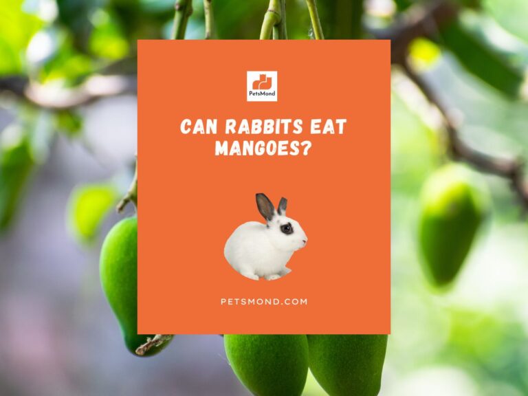 Can Rabbits Eat Mangoes? (The ONLY Guide You Need!)