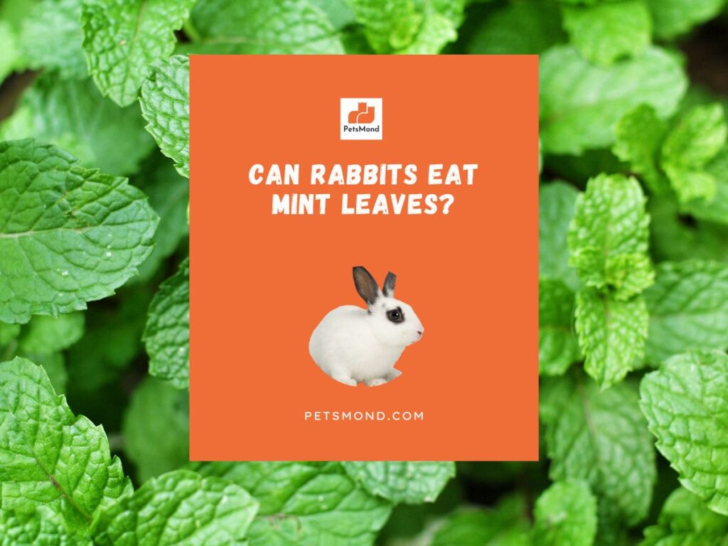 can rabbits eat mint leaves
