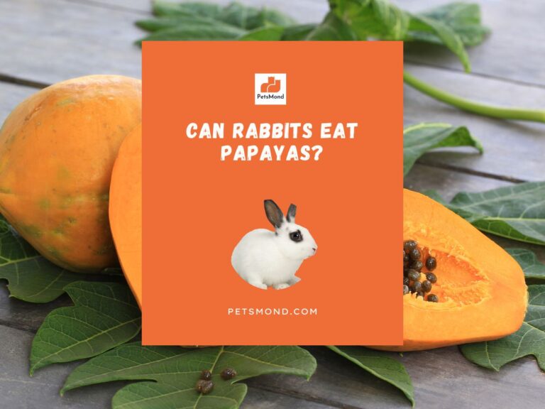 Can Rabbits Eat Papaya? (The ONLY Guide You Need!)