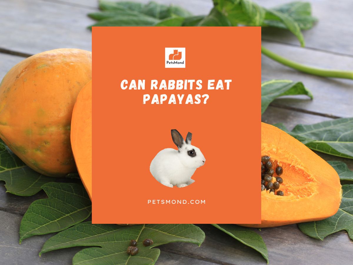 can rabbits eat papayas