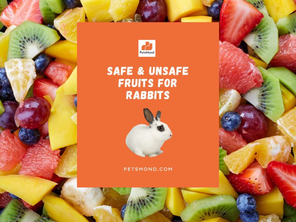 safe & unsafe fruits for rabbits