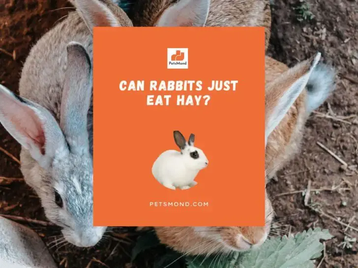 Can Rabbits Just Eat Hay?