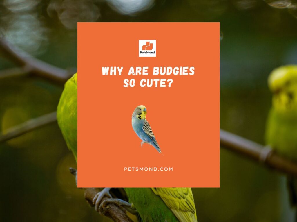 Why Are Budgies So Cute?