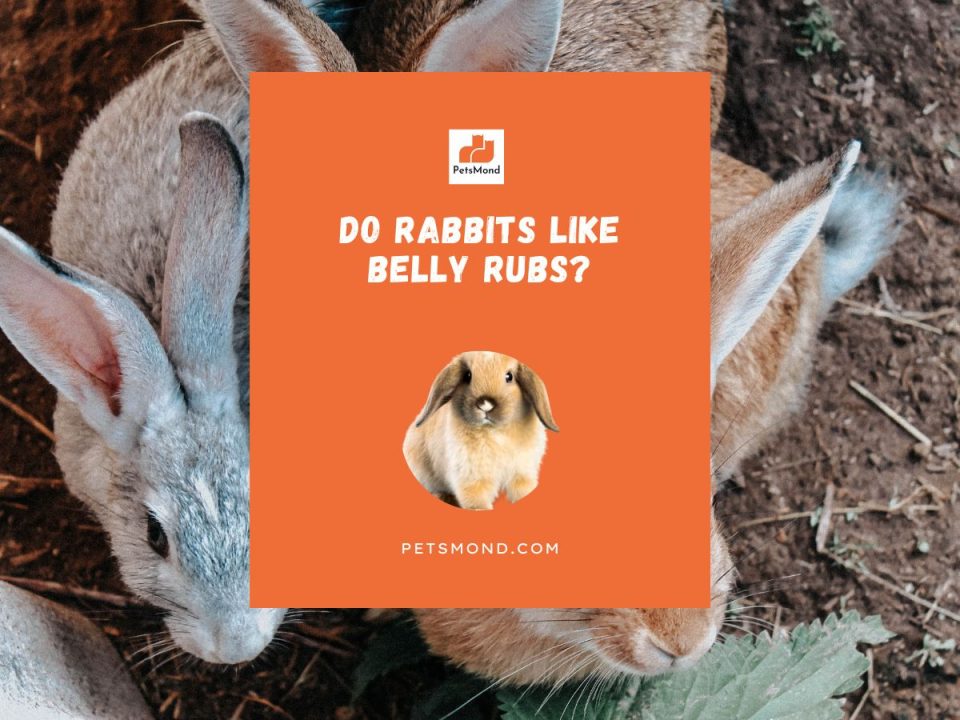 How Often Do Rabbits Go Into Heat? (Detailed Guide) - Petsmond