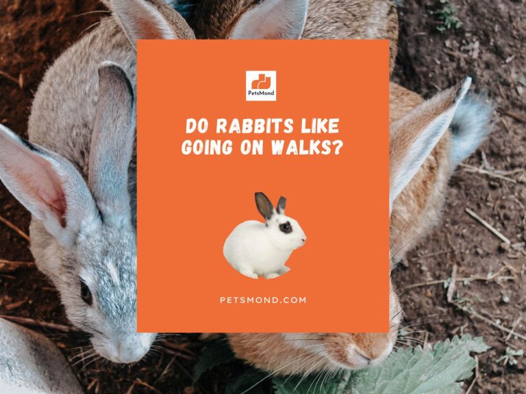 Do Rabbits Like Going On Walks? (Word Of Caution)