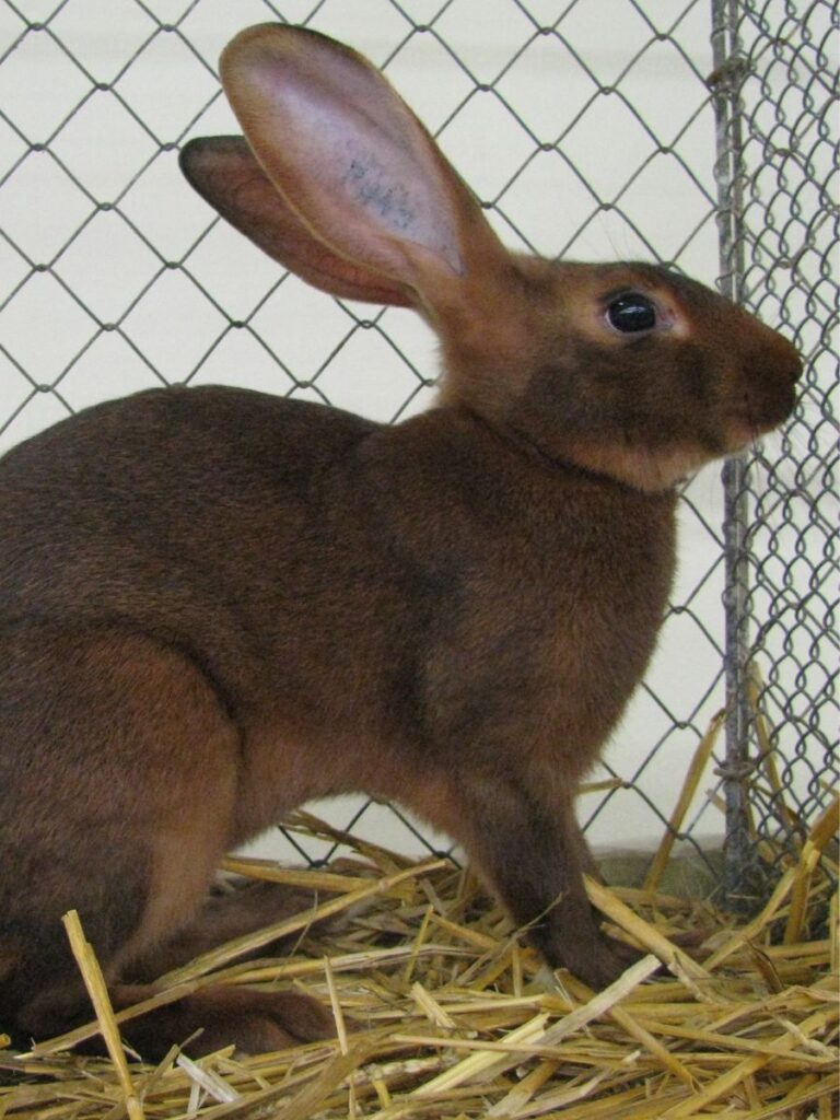 Belgian Hare in the cage
