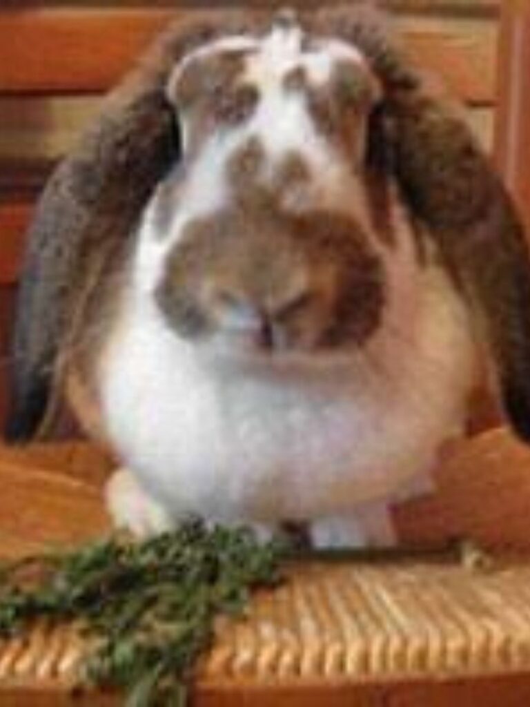 A French Lop about to eat