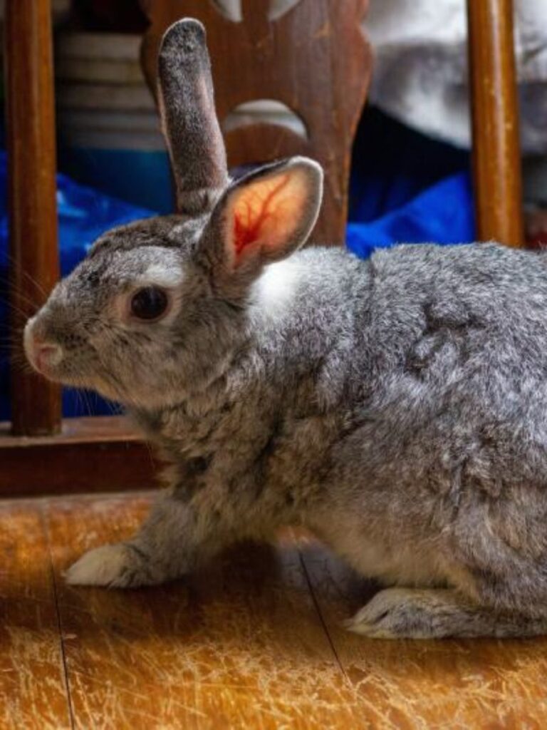 Giant Chinchilla rabbit ready to hop