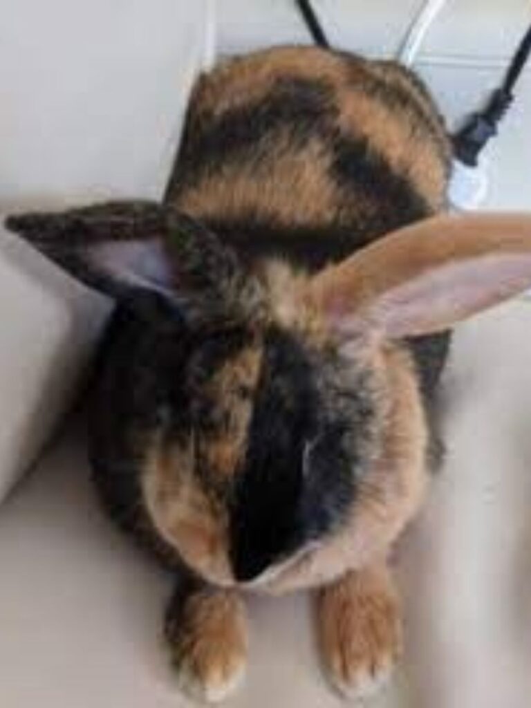 A cute harlequin rabbit posing