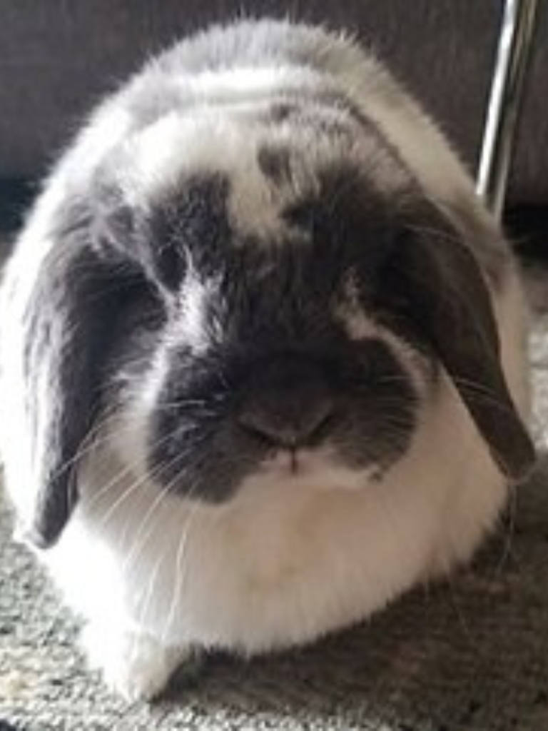 Holland lop staring at you