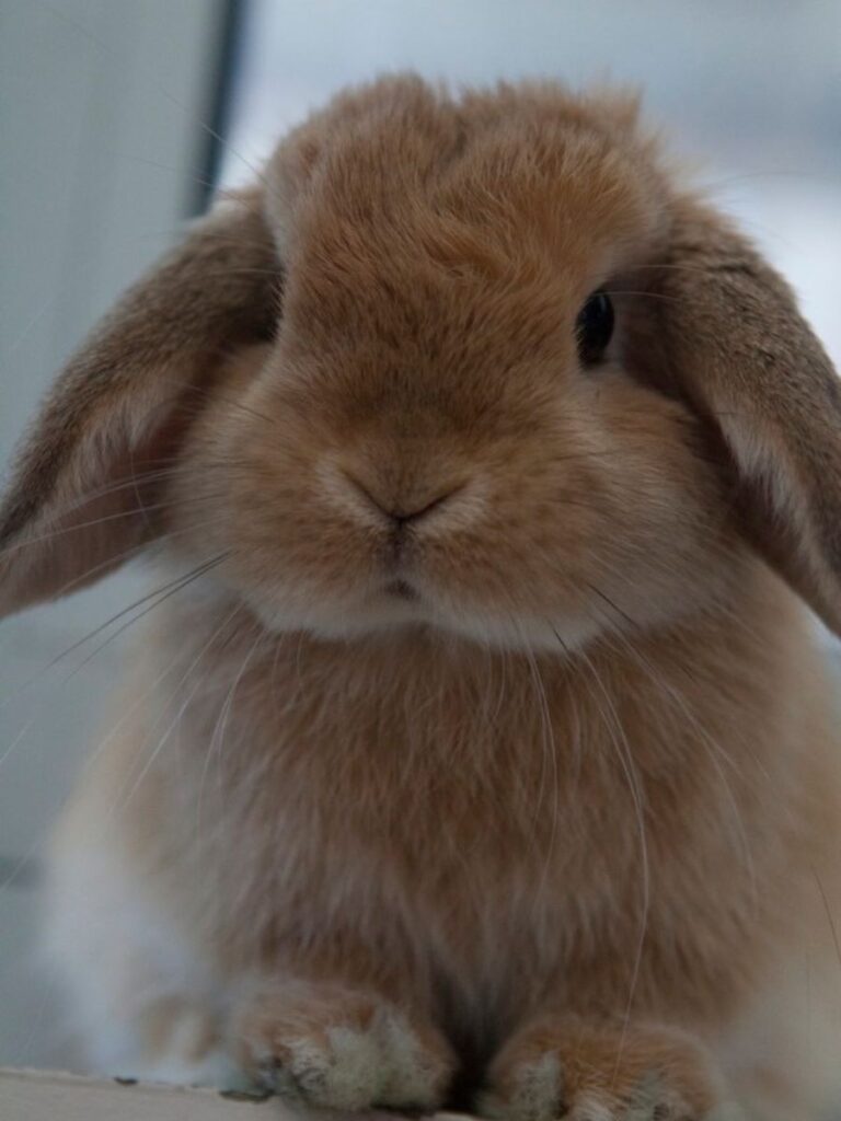 Mini Lop staring at the owner