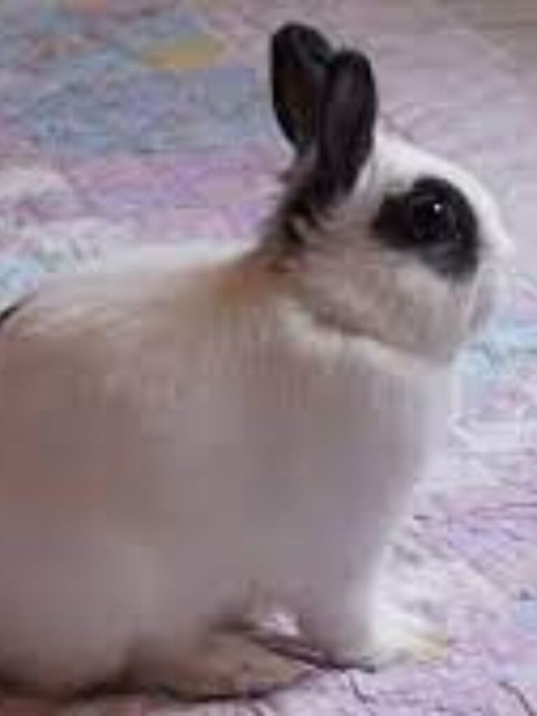 Mini rex rabbit sitting on a carpet