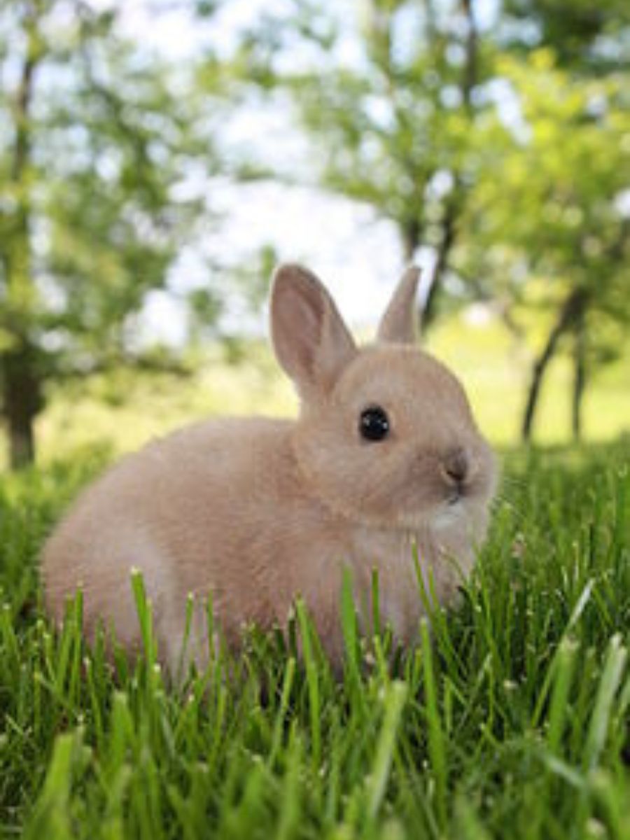 Curated visual reference: Picture Idea: First Time Rabbit Owner These 8 Breeds Are For You