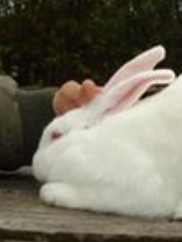 Owner showing love to an American rabbit