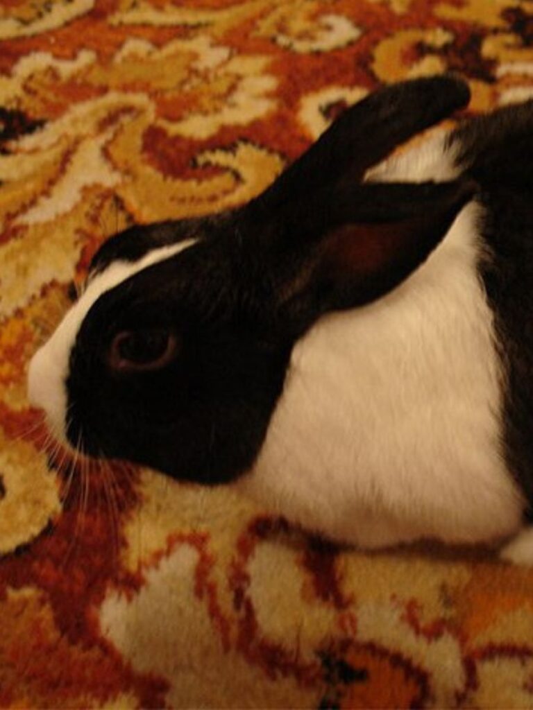 A dutch rabbit lying in the carpet