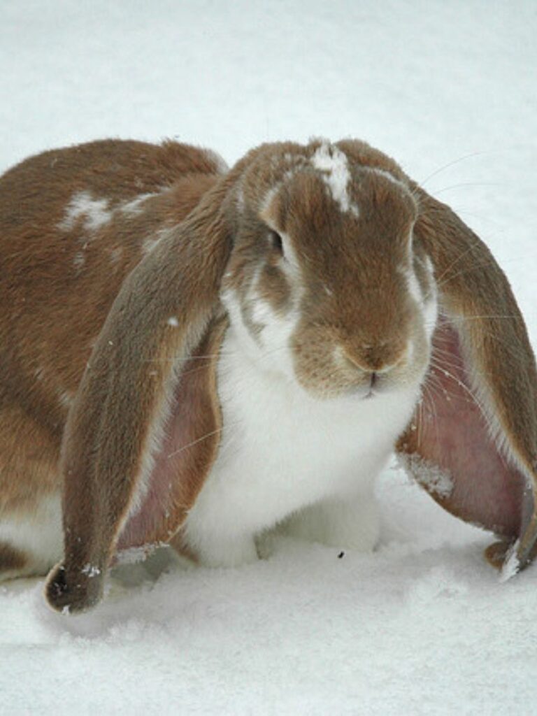 A English lop about to walk