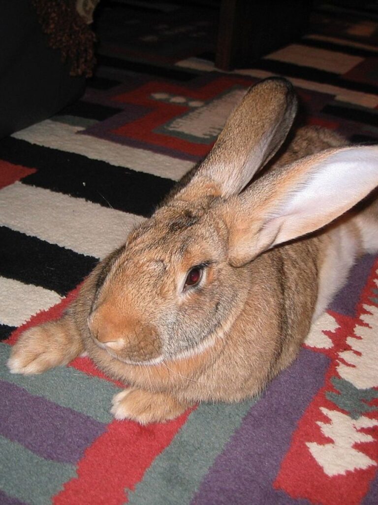 A Flemish giant posing on the carpet