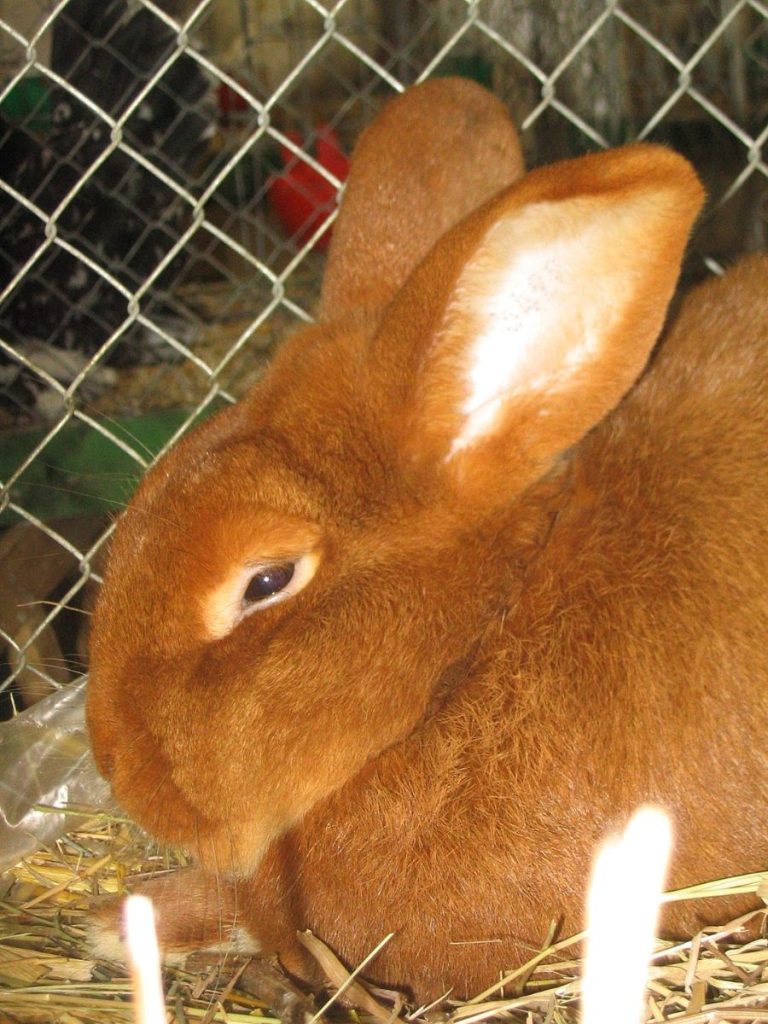 New Zealand rabbit in a cage