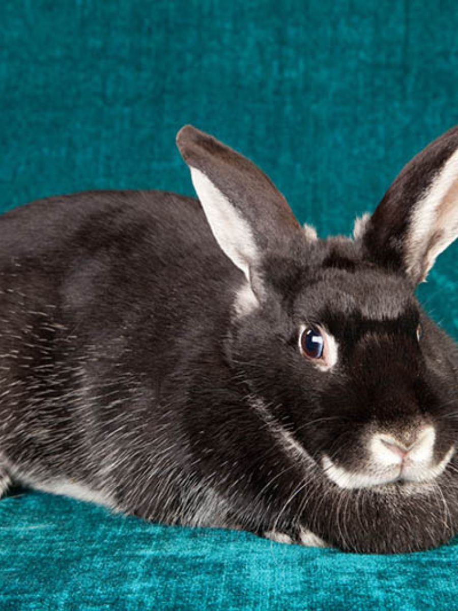 9 Rabbit Breeds That Are Perfect for Outdoor Living - Petsmond