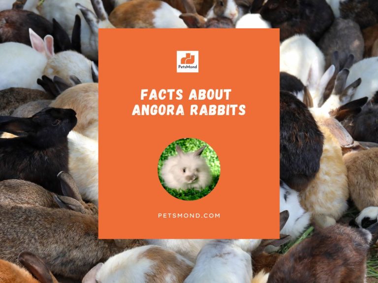 13 Facts About Angora Rabbits (That Can Impress You)