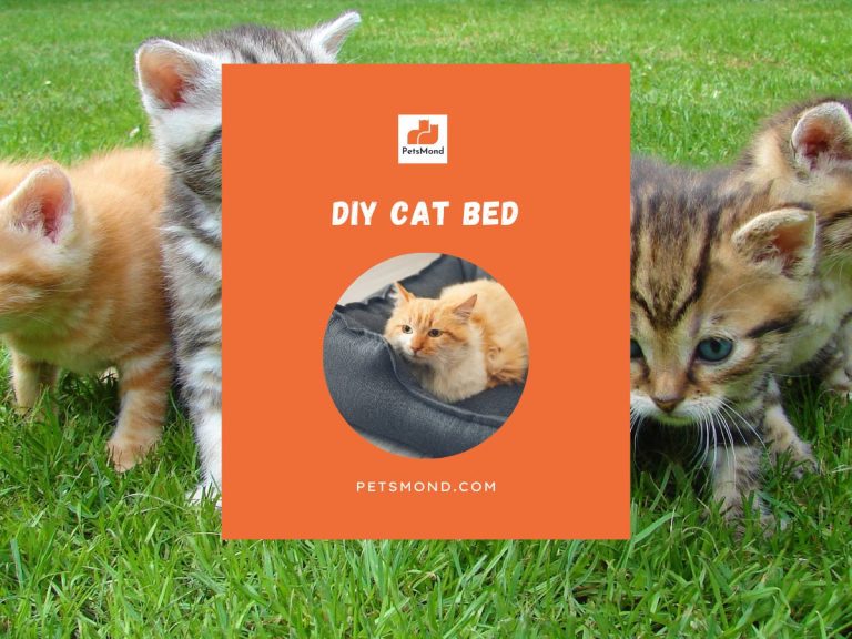 DIY Cat Bed