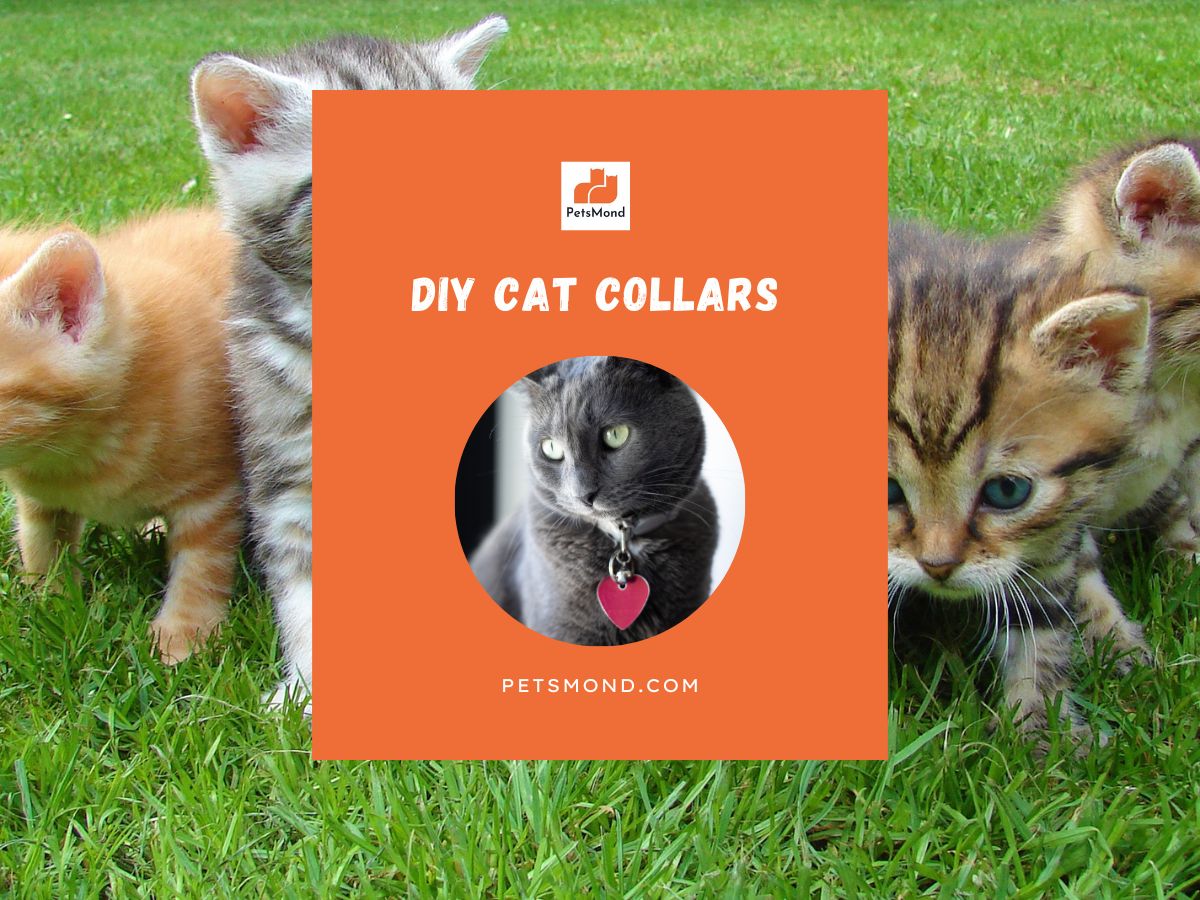 DIY Cat Collars