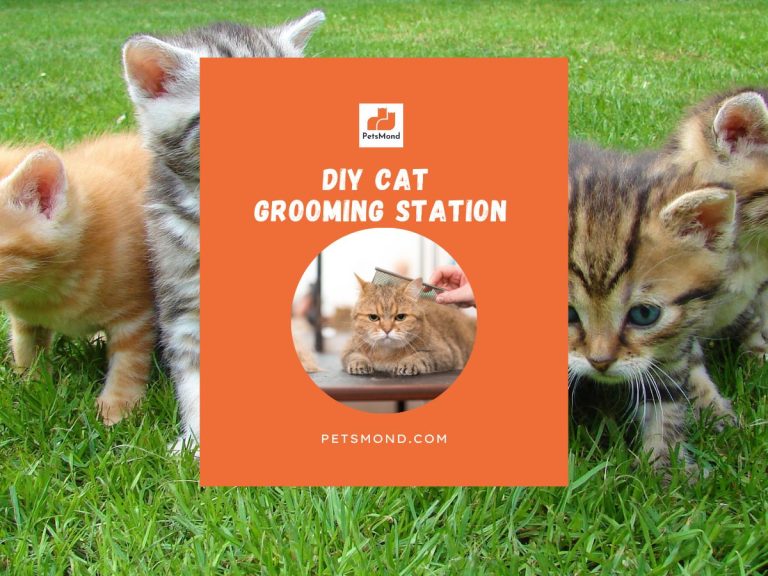 DIY Cat Grooming Station