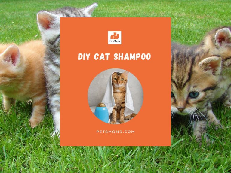 DIY Cat Shampoo