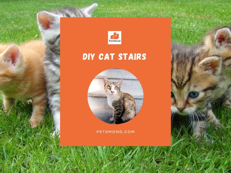 DIY Cat Stairs