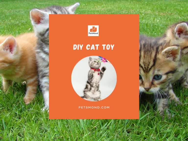 DIY Cat Toys