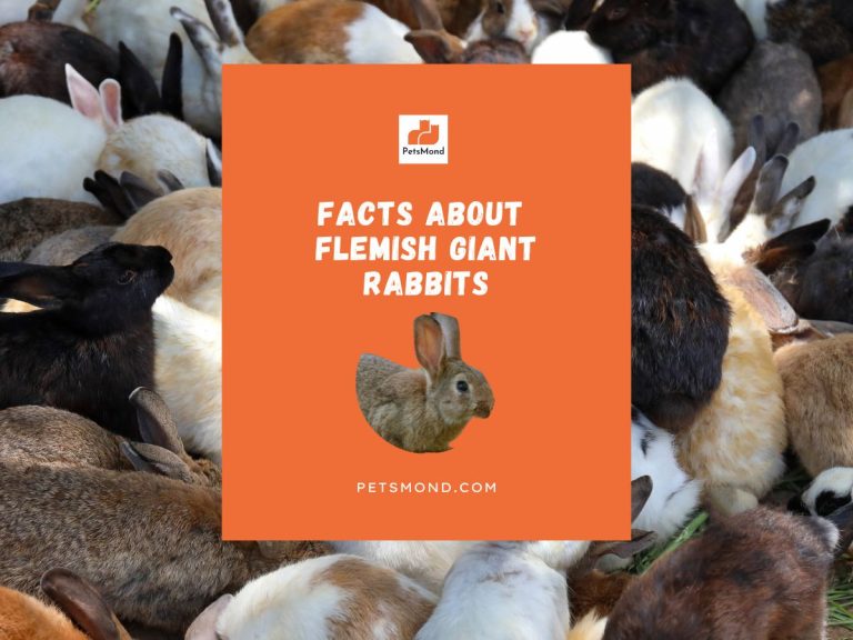 Flemish Giant Rabbit Facts