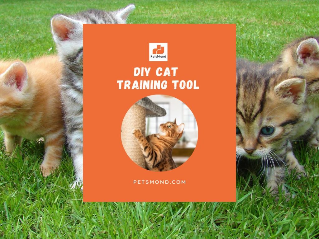 DIY Cat Training Tool