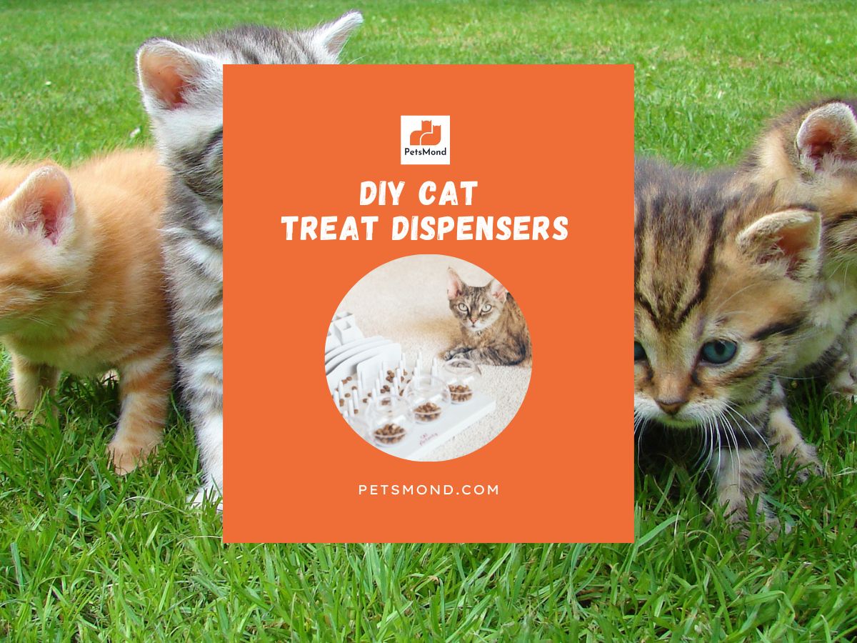 DIY Cat Treat Dispenser